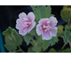 Alcea Parkfrieden