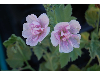 Alcea