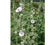 Alcea officinalis 