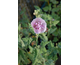 Alcea rosea Park Rondell