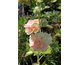 Alcea rosea var. plena Chater's Salmon Pink