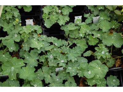 Alchemilla mollis