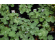 Alchemilla mollis Select