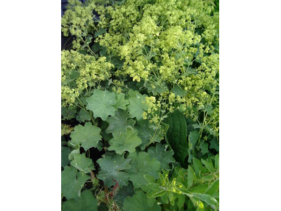 Alchemilla mollis