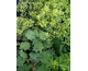 Alchemilla mollis Senior