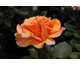 Rosa All Yours