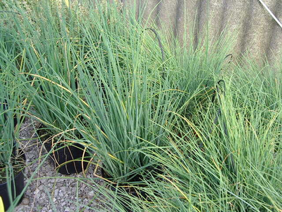 Allium schoenoprasum - Erba cipollina 