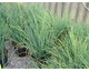 Allium schoenoprasum - Erba cipollina  