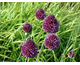 Allium sphareocephalum 