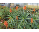 Aloe arborescens