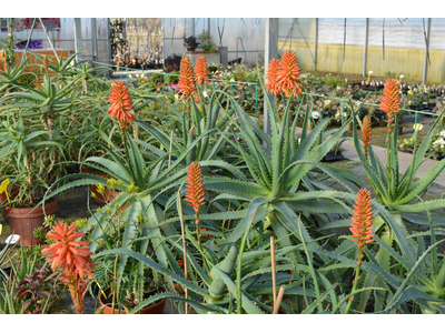 Aloe arborescens