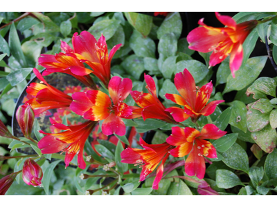 Alstroemeria