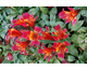 Alstroemeria Dandy Candy