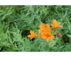 Alstroemeria aurantiaca Orange King