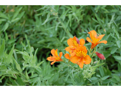 Alstroemeria aurantiaca