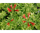 Alstroemeria pulchella Mona Lisa