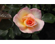 Rosa Always Remember Me