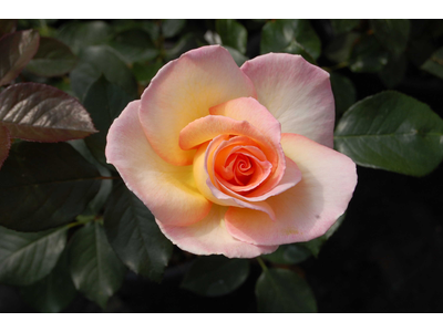 Rosa