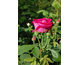 Rosa American Beauty