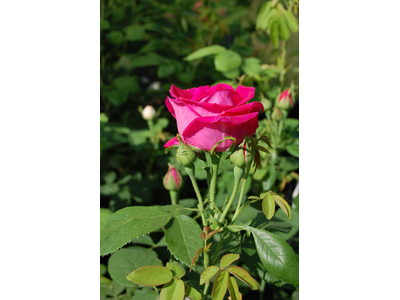 Rosa