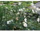 Anemone Honorine Jobert