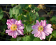 Anemone Konigin Charlotte