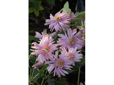 Anemone