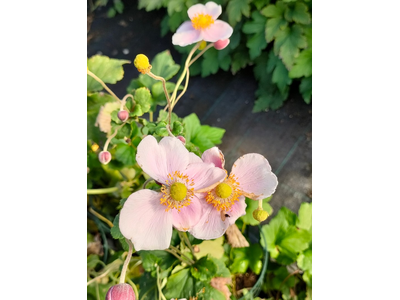 Anemone hupehensis