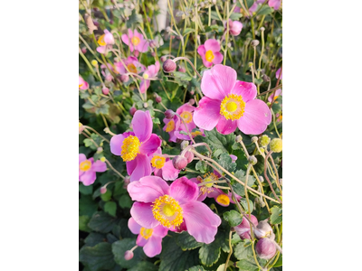 Anemone hupehensis