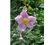 Anemone hupehensis September Charm