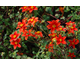 BIDENS 