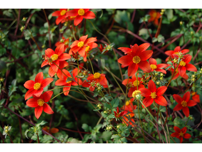 BIDENS