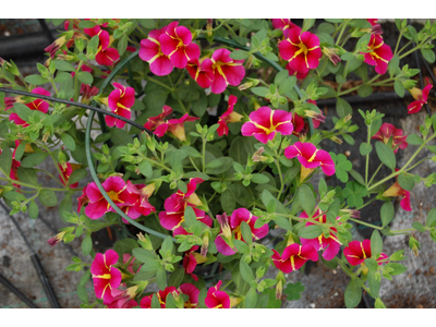 CALIBRACHOA