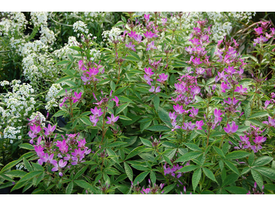 CLEOME