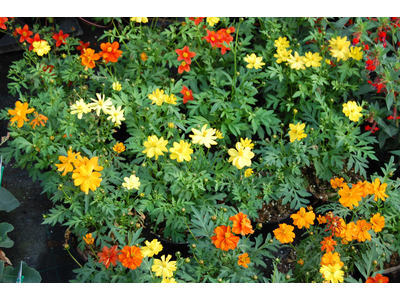 COSMOS
