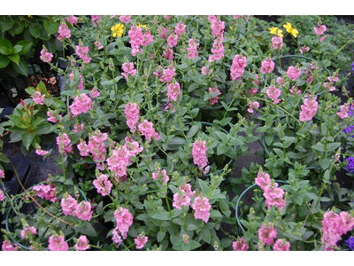 Diascia