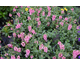 Diascia