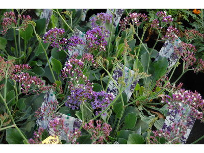 Limonium