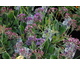 Limonium Blue Lagoon