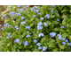 Myosotis