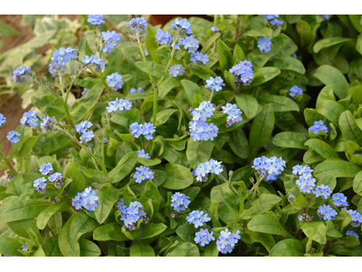 Myosotis