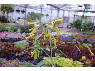 Nicotiana glauca