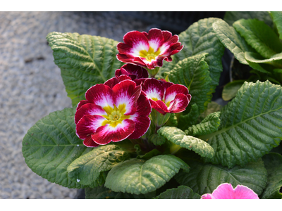 PRIMULA