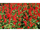 Salvia  Gogo Scarlet