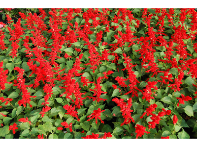 Salvia 