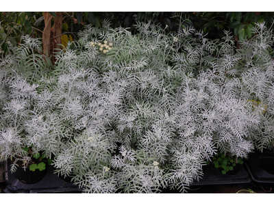 Senecio viravira