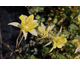 Aquilegia chrysantha Denver Gold