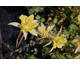 Aquilegia chrysantha