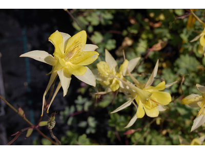 Aquilegia chrysantha