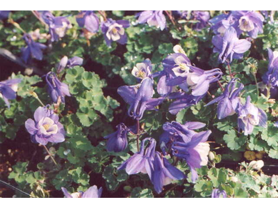 Aquilegia flabellata